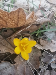 Crocus chrysanthus