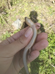 Ateuchosaurus chinensis