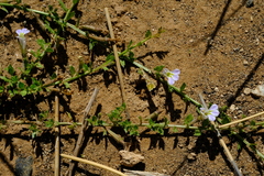 Lobelia thermalis