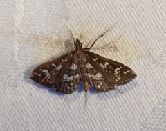 Ischnurges illustralis