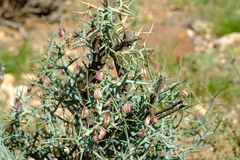 Polygala pungens
