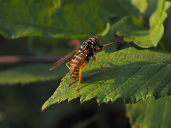 Spilomyia manicata