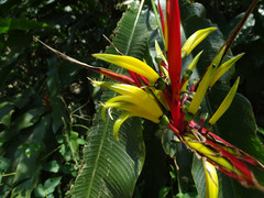 Heliconia subulata