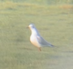 Chroicocephalus ridibundus