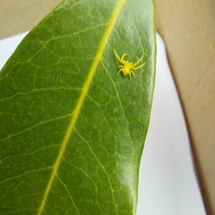 Thomisidae