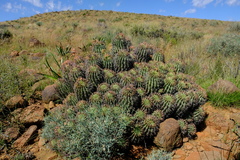 Euphorbia stellispina