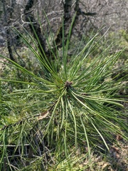 Pinus nigra pallasiana