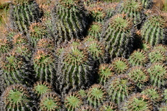 Euphorbia stellispina