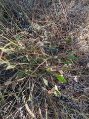 Cephalaria coriacea