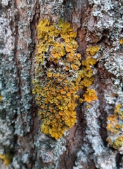 Xanthoria parietina