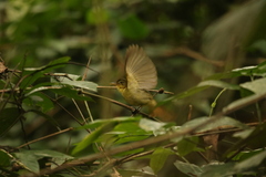 Phyllastrephus icterinus