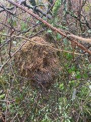 Troglodytes troglodytes