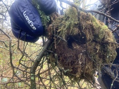 Troglodytes troglodytes