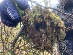 Troglodytes troglodytes