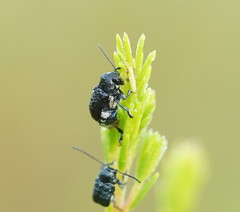 Aporocera scabrosa