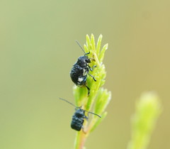 Aporocera scabrosa