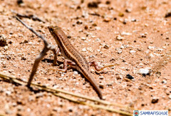 Trachylepis acutilabris