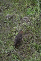 Perdicula erythrorhyncha