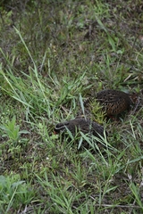 Perdicula erythrorhyncha