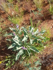 Solanum quadriloculatum