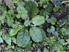 Trigonotis formosana elevatovenosa