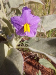 Solanum quadriloculatum