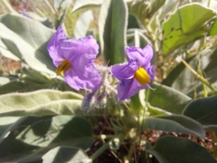Solanum quadriloculatum
