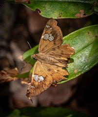 Netrocoryne repanda