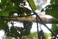 Platysteira castanea