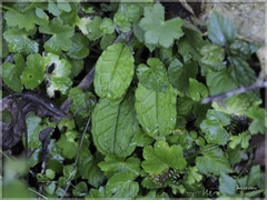 Trigonotis formosana elevatovenosa