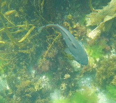 Pseudophycis palmata