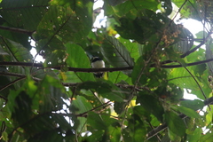 Platysteira castanea