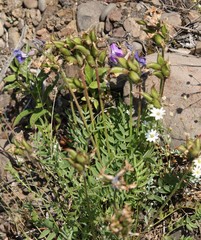 Oxytropis adamsiana