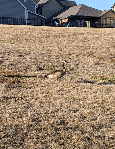 Canada Goose photographed in Alabama