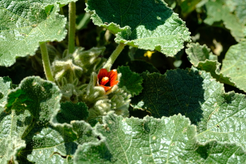 Radyera urens