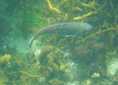 Pseudophycis palmata