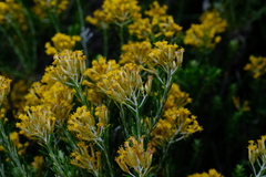 Helichrysum hamulosum