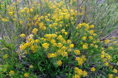 Helichrysum hamulosum