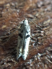 Aristotelia paradesma