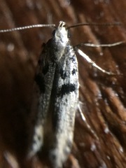 Aristotelia paradesma