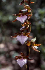 Rhynchostele bictoniensis