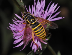 Spilomyia manicata