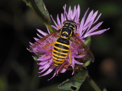 Spilomyia manicata