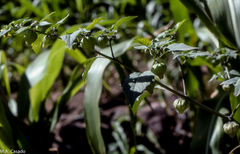 Physalis campechiana