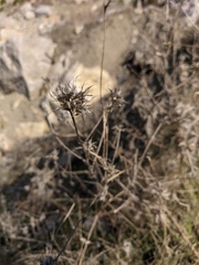 Bituminaria bituminosa