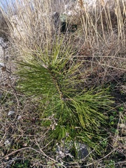 Pinus nigra pallasiana