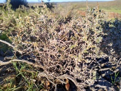 Eriocephalus eximius