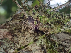 Phricta aberrans