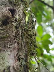 Phricta aberrans