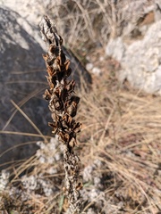 Asphodeline taurica